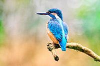 Kingfisher