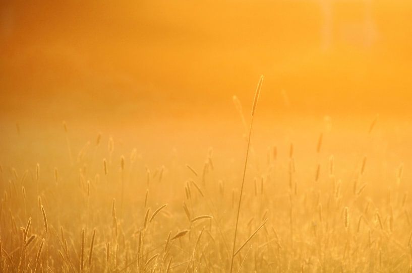 Warmes Orange VII von Bianca Dekkers-van Uden