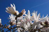 Magnolia