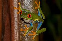 Rotäugiger Makro-Frosch