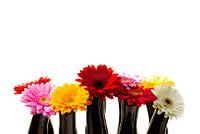 Die Schönheit der Gerbera