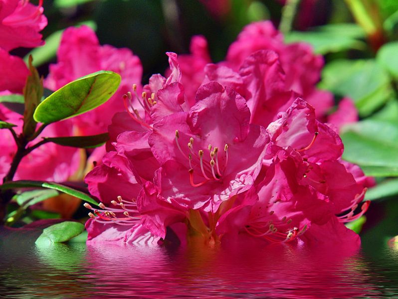 Water level colours by Edgar Schermaul