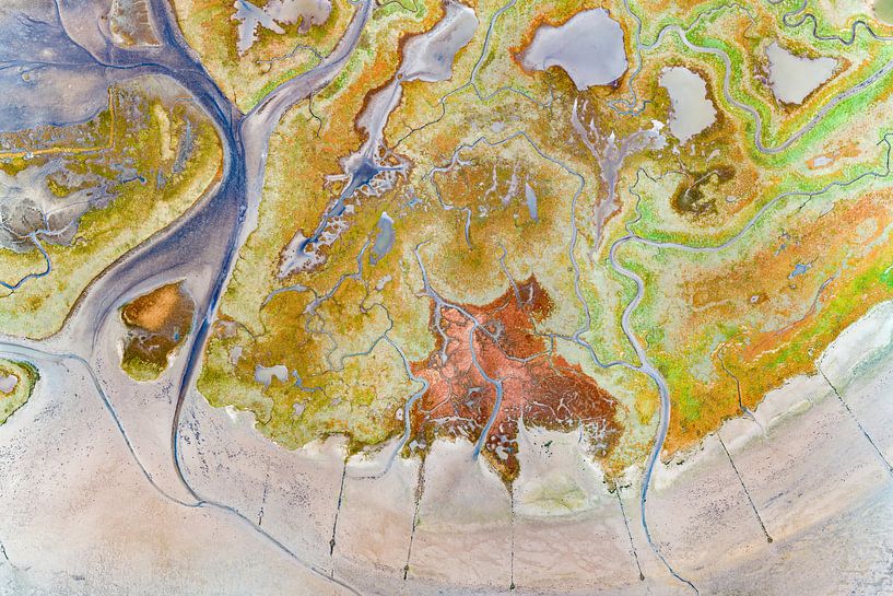 Texel - De Schorre - Rode Zeekraal 06 van Texel360Fotografie Richard Heerschap