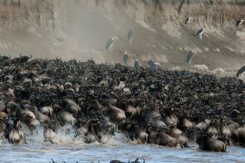 Wildebeest cross the Mara River during the Migration. by Louis en Astrid Drent Fotografie