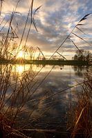 Untergehende Sonne durch das Schilf