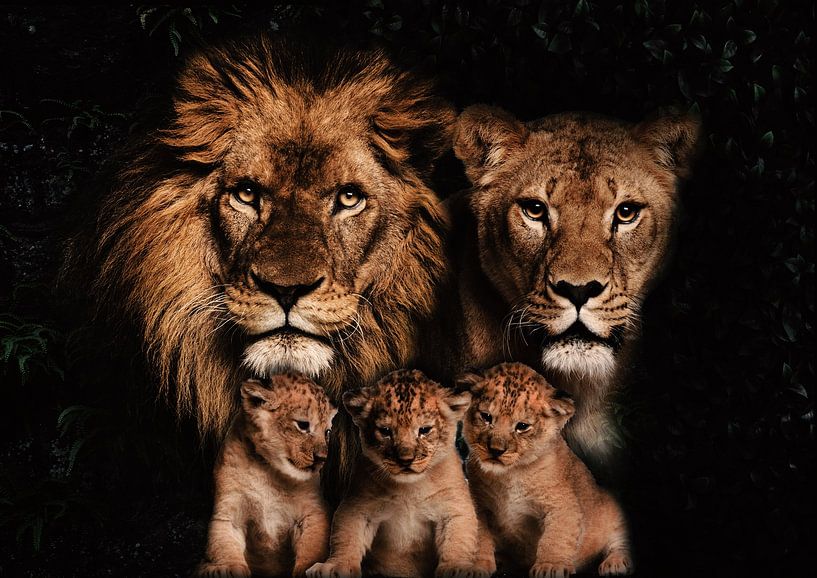 Famille de lions avec 3 petits par Bert Hooijer
