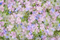 Mélange de fleurs dans des couleurs pastel romantiques