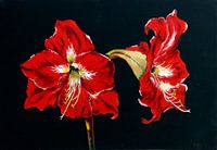 Rode Amaryllis