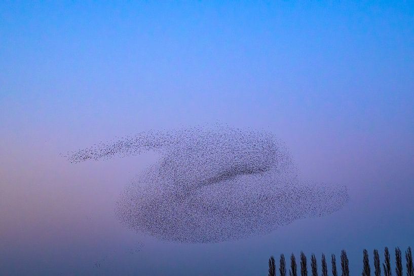 Murmure d'étourneaux au coucher du soleil en fin de journée par Sjoerd van der Wal Photographie