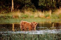 Schottischer Hochlandbewohner in einem Moor