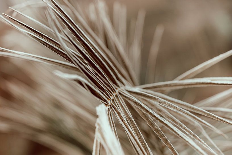 Ripe in fan form by Jacqueline Van Osenbruggen