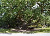 Ruhebank unterm Baum