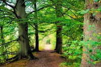 Der verwunschene Wald