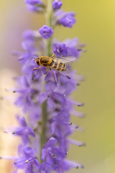 Hoverfly on purple flower by Miranda Geerts Art