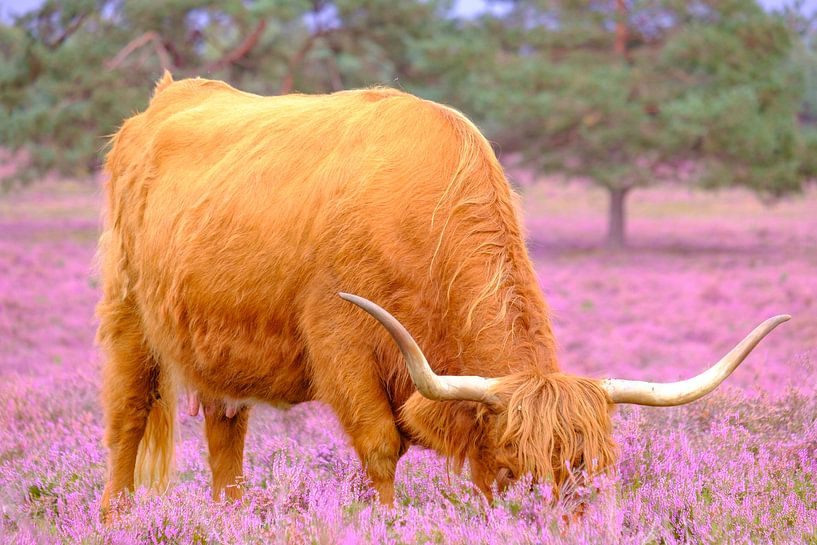 Bétail écossais Highland dans un champ de bruyère en fleurs en été. par Sjoerd van der Wal Photographie