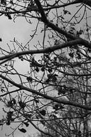 Herbstskulptur auf einer Heide