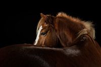 Welsh pony in de schijnwerper