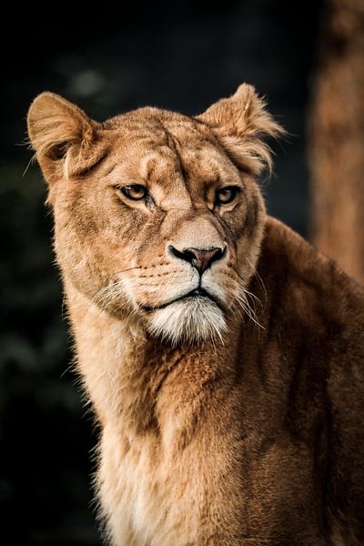 A female lion by Design Wall Arts