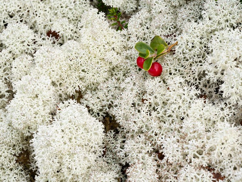 Reindeer moss in autumn in Norway by Raoul Baart