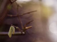 Hasel im Sonnenlicht