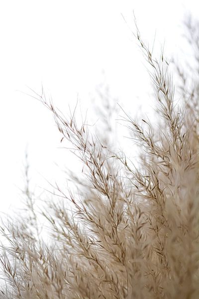 Fluff by Esther van Dijk