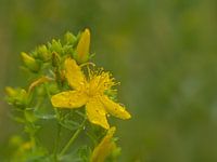 Flower of St. John's Wort
