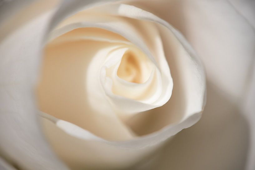 Liebe ist weiß von JacQ