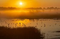 Egrets in golden sunrise
