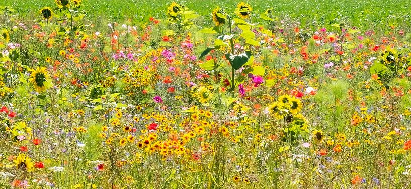 wild flowers at the roadside by Brand van der Pol