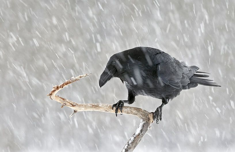 Rabe (Corvus corax) in einer Schneedusche von Beschermingswerk voor aan uw muur