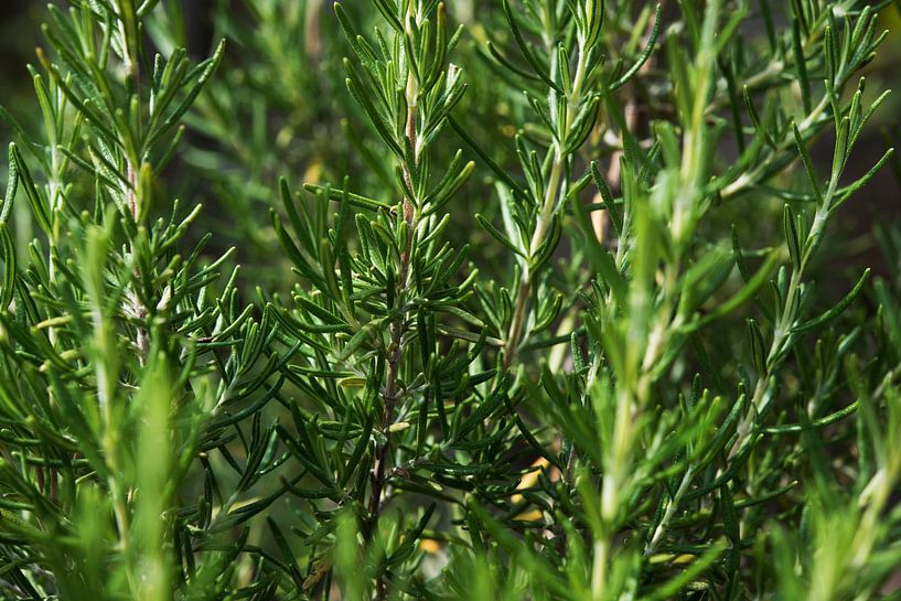 Rosemary by Blond Beeld