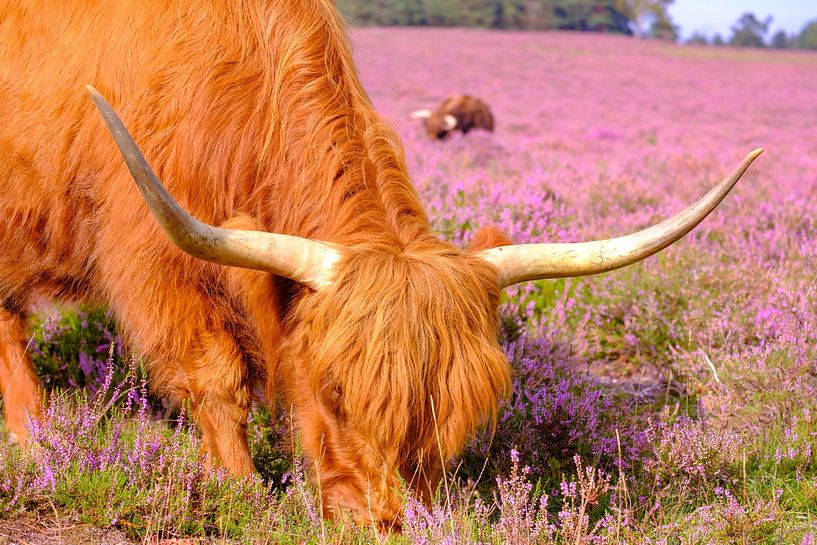 Schottische Hochlandrinder in einem blühenden Heidekrautfeld im Sommer von Sjoerd van der Wal Fotografie