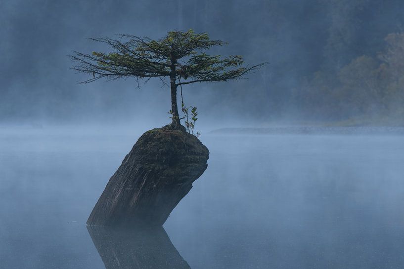 Feenbaum von Jacco van Son