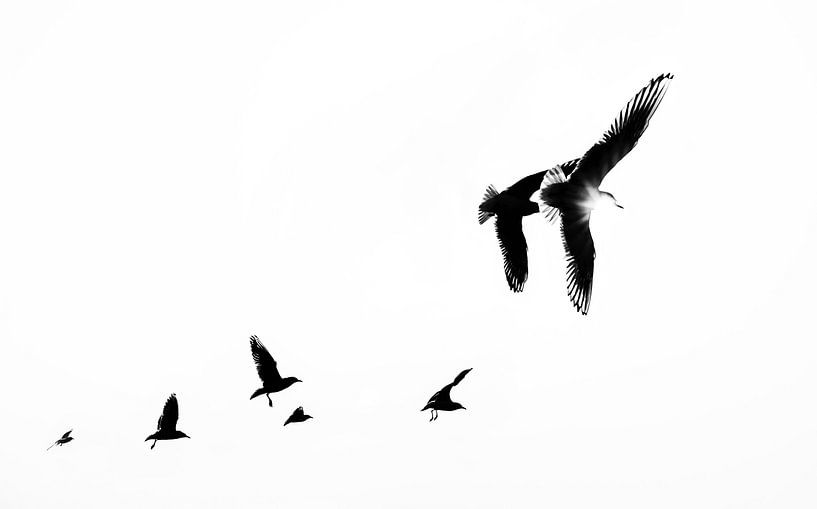 Black and white photo of seagulls in backlight by Chi