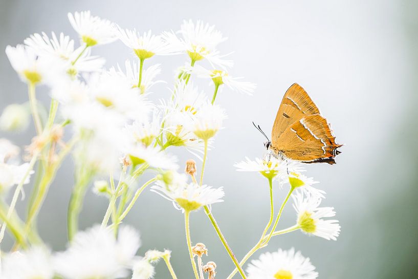 Blackthorn butterfly on flower by Danny Slijfer Natuurfotografie
