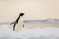 Adelie penguin - antarctica