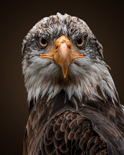Bald Eagle closeup by Patrick van Bakkum