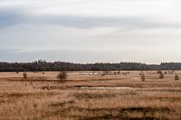 Heathland in winter