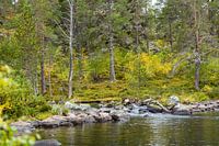 Rendier in het water