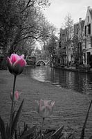 Spring on the Oudegracht, Utrecht
