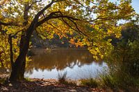 Beautiful view at the Oisterwijkse bossen en vennen