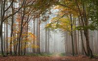 Autumn forest in the fog