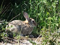 Konijn in het wild.