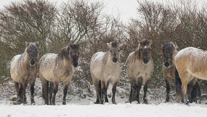 Konik-Pferde im Schnee von Dirk van Egmond