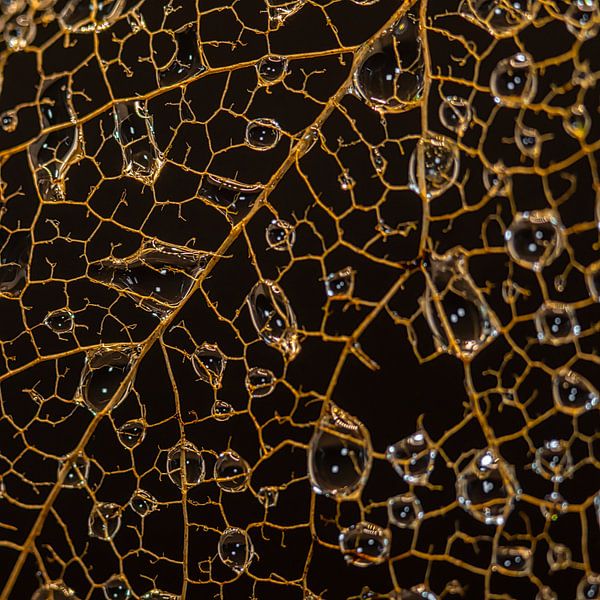 Tropfen, die auf Blattadern tropfen von Jolanda de Jong-Jansen