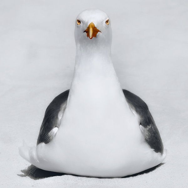 Mouette par Maickel Dedeken