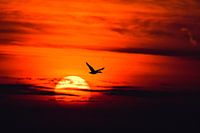 Eend vliegt ondergaande zon voorbij