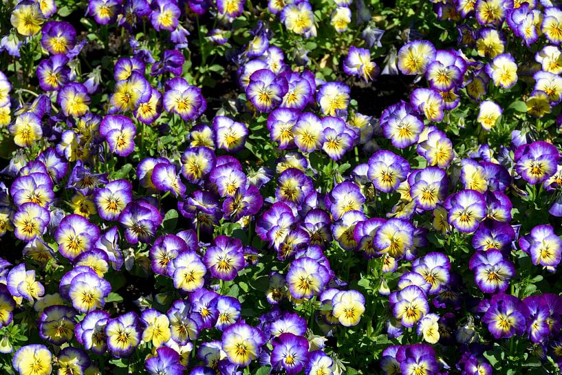 Lila Traum von Claudia Evans