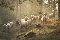 Schafe in verträumter Landschaft