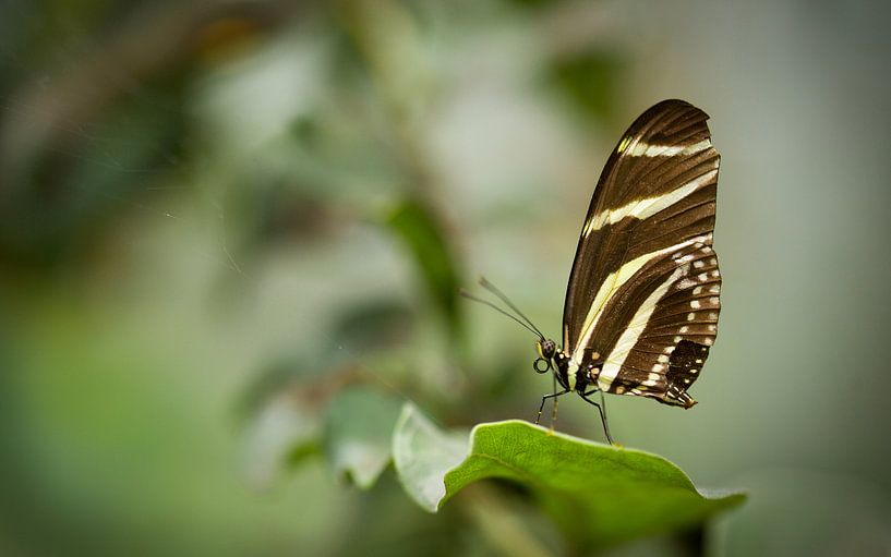 Zwart wit Zebra vlinder, Heliconius chartionius by Saranda in t Veld Fotografie